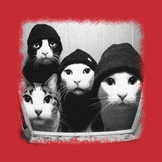 Window Cat Gang Shirt: Stalking Feline Squad Tee for Cat Lovers